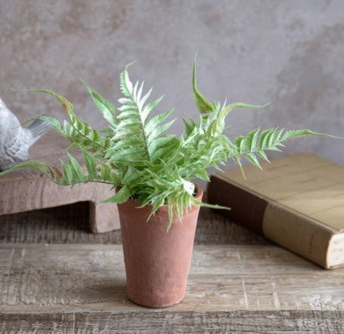 13" Fern in Pot