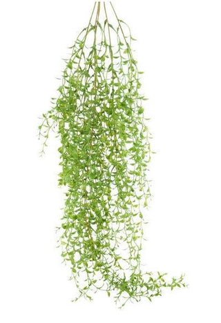 Smilax Greenbrier Vine