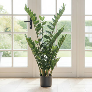 43" Zamioculcas Plant in Pot