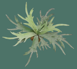 20" Staghorn Fern