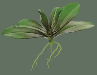 11.5" Phalaenopsis Orchid Leaf Plant