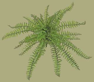 15" Large Boston Fern