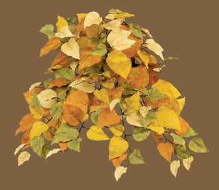 Witch Hazel Leaf Bush/Vine Stem