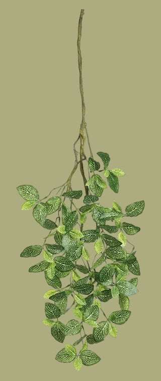 37" Fittonia Spray