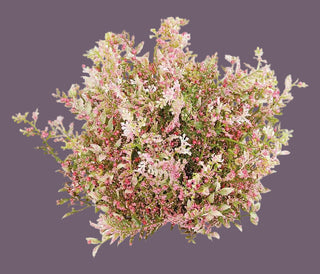 8" Mixed Fern,Ruscus & Tiny Berries Half Dome