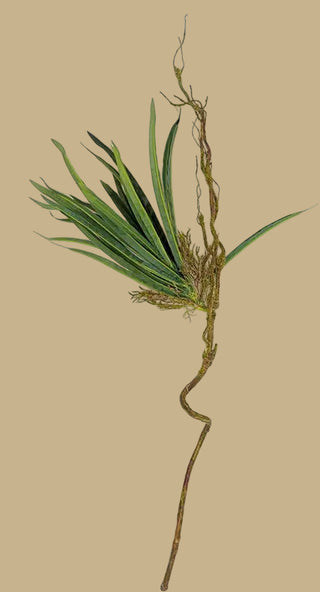 faux dracaena 36"L Faux Dracaena Spray – Thenestedfig