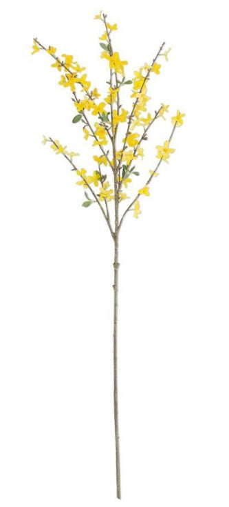 44" Forsythia Stem