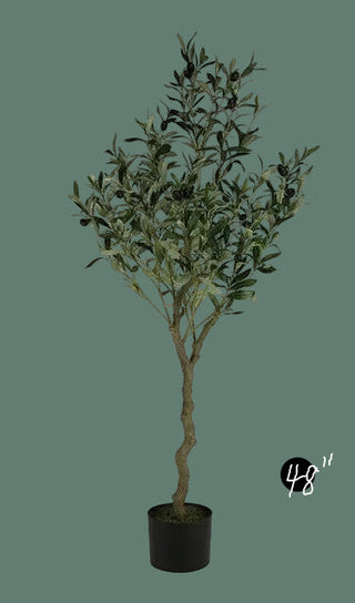 Potted Olive Tree, 2 Size Options