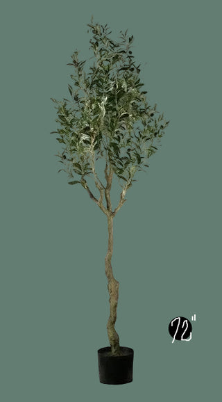 Potted Olive Tree, 2 Size Options