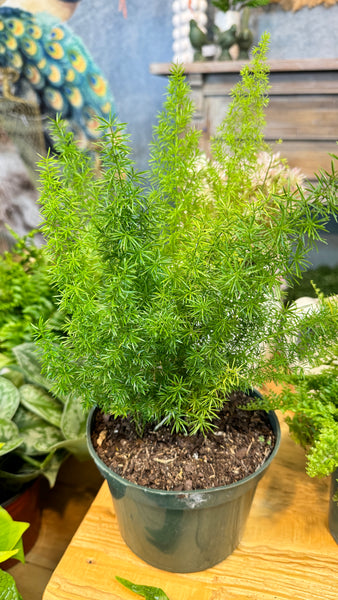 fox & fern plant pot Live Plant- Foxtail Fern – Thenestedfig