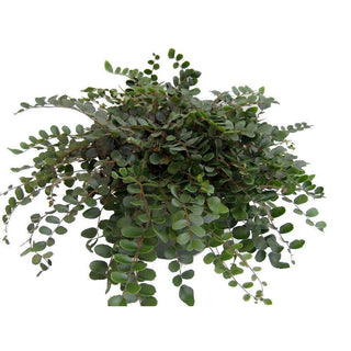 Live Plant- Button Fern