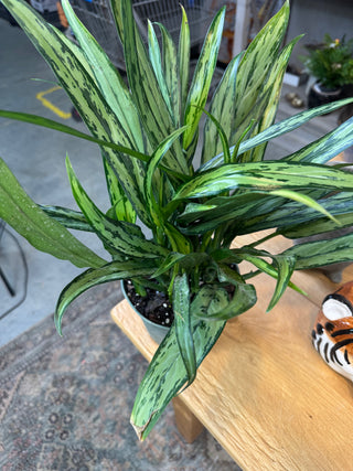 Live Plant- Cutlass Aglaonema Chinese Evergreen