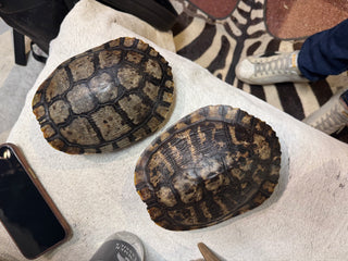 Pre order Turtle Shells