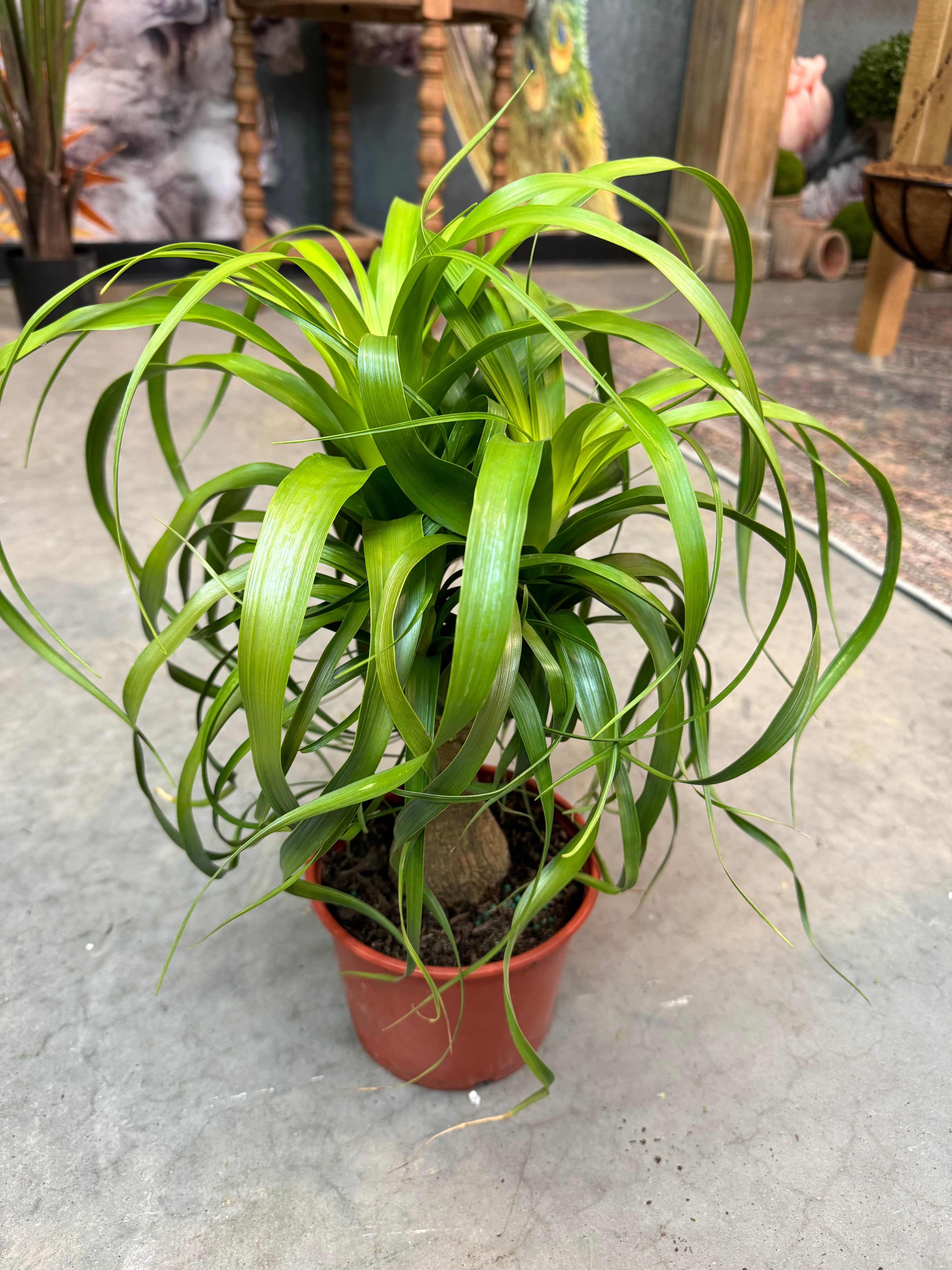 Live Plant- Ponytail Palm