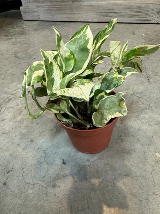 Live Plant-Pearls & Jade Pothos