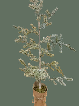41 "Mini Spruce Pine Tree in Pot