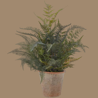 36"Mixed Green Fern & Cycas Palm in Clay Pot