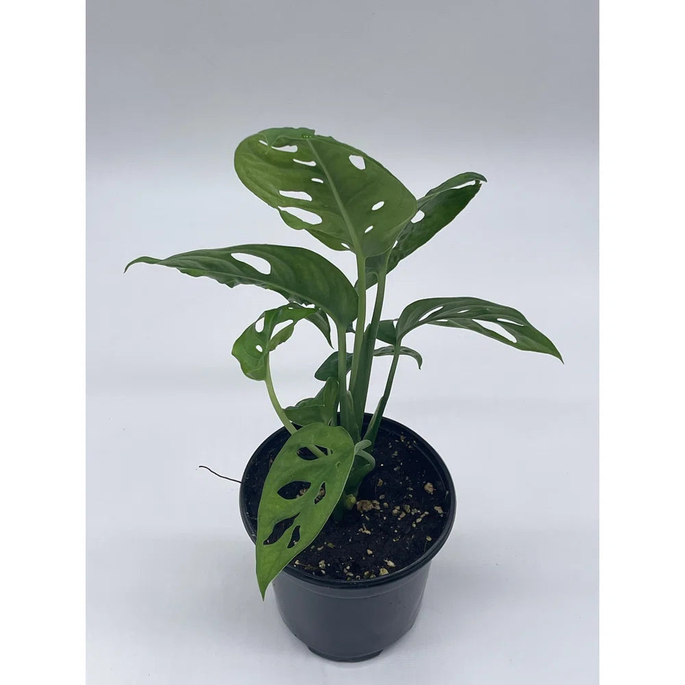Live Plant- Swiss Cheese Philodendron