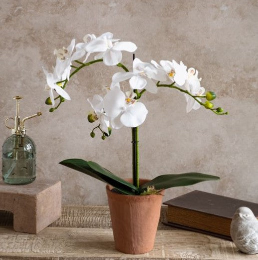 21" White Orchid in Terra Cotta Pot