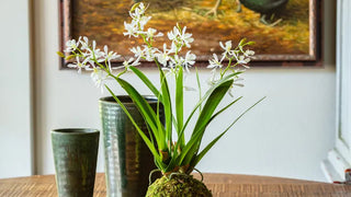 Mini Vanda White Orchid in Large Moss Ball
