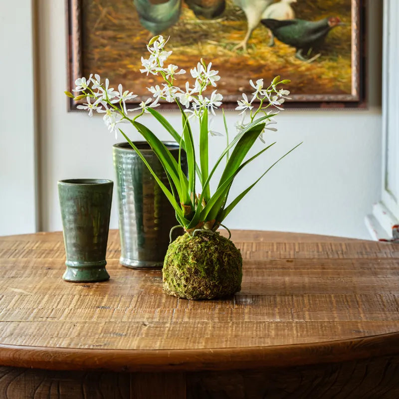 Mini Vanda Orchid in Moss Ball, Size Options