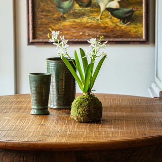 Small Mini Vanda Orchid in Moss Ball, 2 Color Options