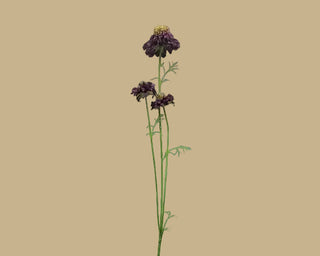 Midnight Scabiosa