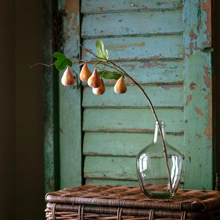 Pre Order Amber Fresno Fig Stem