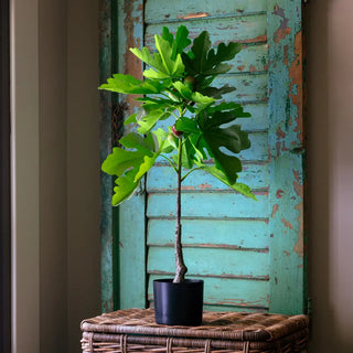 Pre Order Piccolino Fig in Pot