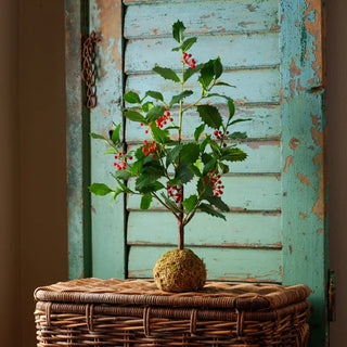 Pre Order(Aug) Large Green Holly in Moss Ball