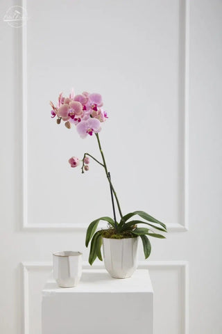 Renew Vase 5.25"x5.75"