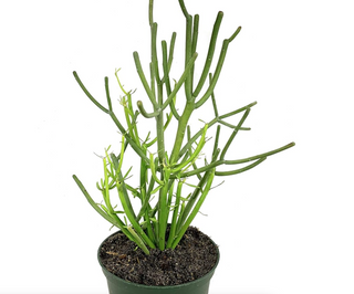 Live Plant- Pencil Cactus