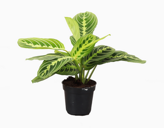 lemon lime prayer plant for sale Live Plant- Lemon Lime Prayer Plant – Thenestedfig