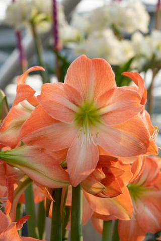 Amaryllis Dutch King Star