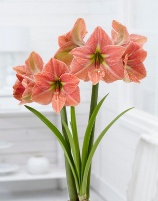 Amaryllis Dutch Terra Cotta Star
