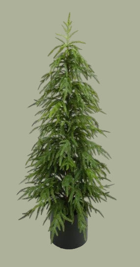 47" Norfolk Pine Tree in Pot