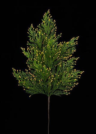 21"L Incense Cedar Spray