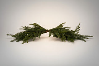 24"L Noble Fir & Pine Chair Swag