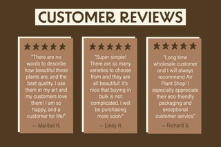 Live Plant- 6 Assorted Tillandsia Air Plants