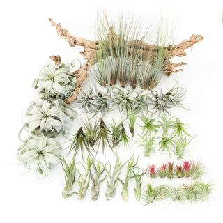 Live Plant- 6 Assorted Tillandsia Air Plants
