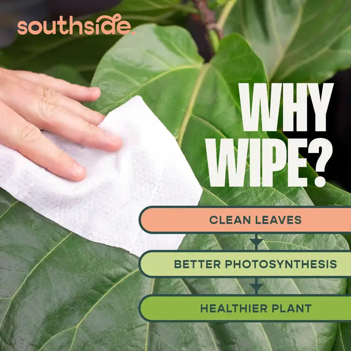 Houseplant Cleaning Wipes