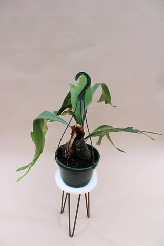 Live Plant-Staghorn 8" Hanging Basket