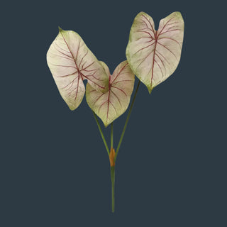 Pre Order Light Blush Caladium Stem