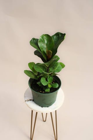 Live Plant-Fiddle Leaf Fig  6" Pot