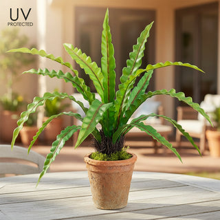 21" UV Protected Bird's Nest Fern in Aged Clay Pot