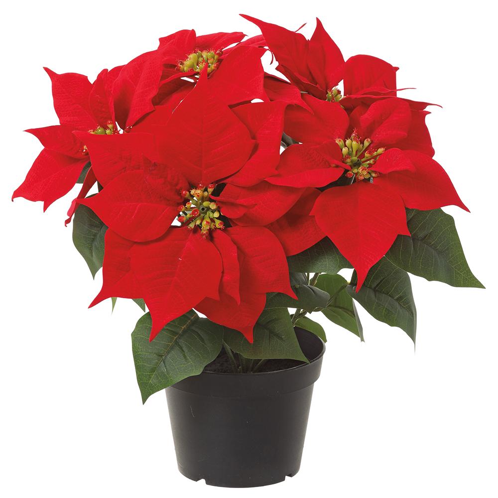 14" Velvet Red Poinsettia in Pot