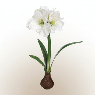 21" Standing Amaryllis with Bulb, 2 Color Options