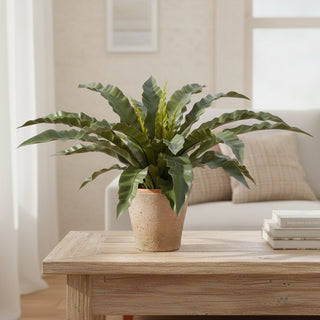 24" Bird's Nest Fern in Clay Pot