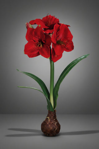 21" Standing Amaryllis with Bulb, 2 Color Options