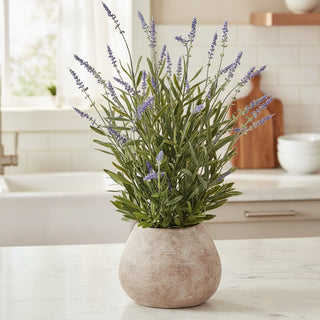 24"Lavender in Cement Pot